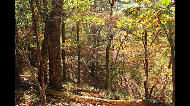 Hobbs: Hidden Diversity - Bashore Ridge Loop - 4 mi photo Hobbs: Hidden Diversity - Bashore Ridge Loop - 4 mi photo