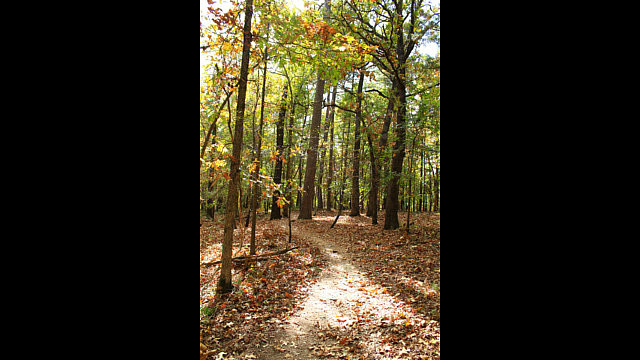 Hobbs: Hidden Diversity - Bashore Ridge Loop - 4 mi photo Hobbs: Hidden Diversity - Bashore Ridge Loop - 4 mi photo