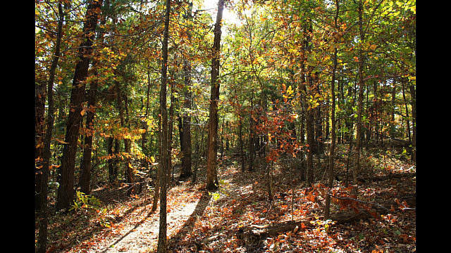 Hobbs: Hidden Diversity - Bashore Ridge Loop - 4 mi photo Hobbs: Hidden Diversity - Bashore Ridge Loop - 4 mi photo