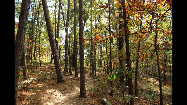 Hobbs: Hidden Diversity - Bashore Ridge Loop - 4 mi photo Hobbs: Hidden Diversity - Bashore Ridge Loop - 4 mi photo
