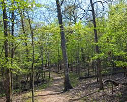 Norfork Lake: Robinson Point Trail --3 mi photo Norfork Lake: Robinson Point Trail --3 mi photo