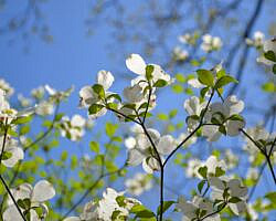 Norfork Lake: Robinson Point Trail --3 mi photo Norfork Lake: Robinson Point Trail --3 mi photo