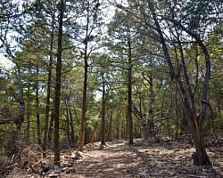 Norfork Lake: Robinson Point Trail --3 mi photo Norfork Lake: Robinson Point Trail --3 mi photo