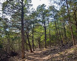 Norfork Lake: Robinson Point Trail --3 mi photo Norfork Lake: Robinson Point Trail --3 mi photo