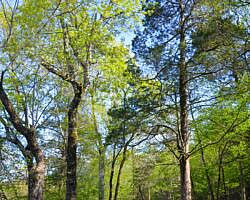 Norfork Lake: Robinson Point Trail --3 mi photo Norfork Lake: Robinson Point Trail --3 mi photo