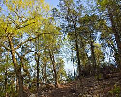 Norfork Lake: Robinson Point Trail --3 mi photo Norfork Lake: Robinson Point Trail --3 mi photo