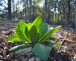 Norfork Lake: Robinson Point Trail --3 mi photo Norfork Lake: Robinson Point Trail --3 mi photo