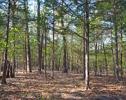 Norfork Lake: Robinson Point Trail --3 mi photo Norfork Lake: Robinson Point Trail --3 mi photo