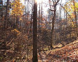 Hobbs: Hidden Diversity – War Eagle Valley Loop – 6 mi photo Hobbs: Hidden Diversity – War Eagle Valley Loop – 6 mi photo