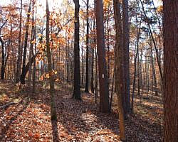 Hobbs: Hidden Diversity – War Eagle Valley Loop – 6 mi photo Hobbs: Hidden Diversity – War Eagle Valley Loop – 6 mi photo