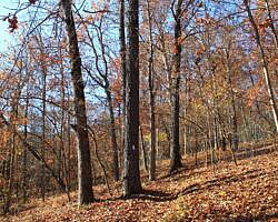 Hobbs: Hidden Diversity – War Eagle Valley Loop – 6 mi photo Hobbs: Hidden Diversity – War Eagle Valley Loop – 6 mi photo