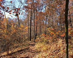 Hobbs: Hidden Diversity – War Eagle Valley Loop – 6 mi photo Hobbs: Hidden Diversity – War Eagle Valley Loop – 6 mi photo