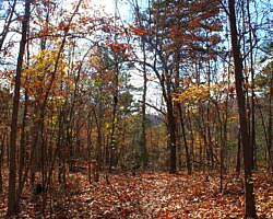 Hobbs: Hidden Diversity – War Eagle Valley Loop – 6 mi photo Hobbs: Hidden Diversity – War Eagle Valley Loop – 6 mi photo