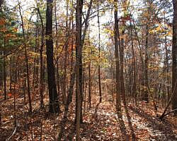 Hobbs: Hidden Diversity – War Eagle Valley Loop – 6 mi photo Hobbs: Hidden Diversity – War Eagle Valley Loop – 6 mi photo