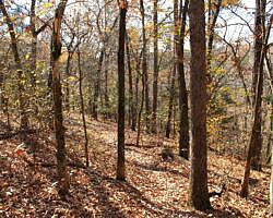 Hobbs: Hidden Diversity – War Eagle Valley Loop – 6 mi photo Hobbs: Hidden Diversity – War Eagle Valley Loop – 6 mi photo