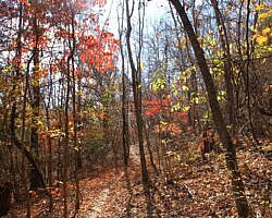 Hobbs: Hidden Diversity – War Eagle Valley Loop – 6 mi photo Hobbs: Hidden Diversity – War Eagle Valley Loop – 6 mi photo
