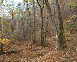 Hobbs: Hidden Diversity – War Eagle Valley Loop – 6 mi photo Hobbs: Hidden Diversity – War Eagle Valley Loop – 6 mi photo