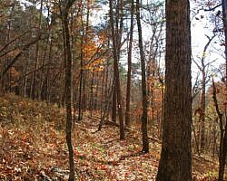 Hobbs: Hidden Diversity – War Eagle Valley Loop – 6 mi photo Hobbs: Hidden Diversity – War Eagle Valley Loop – 6 mi photo
