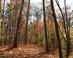 Hobbs: Hidden Diversity – War Eagle Valley Loop – 6 mi photo Hobbs: Hidden Diversity – War Eagle Valley Loop – 6 mi photo