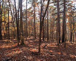 Hobbs: Hidden Diversity – War Eagle Valley Loop – 6 mi photo Hobbs: Hidden Diversity – War Eagle Valley Loop – 6 mi photo
