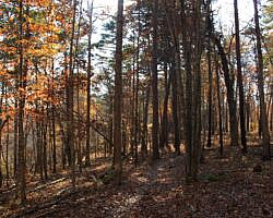 Hobbs: Hidden Diversity – War Eagle Valley Loop – 6 mi photo Hobbs: Hidden Diversity – War Eagle Valley Loop – 6 mi photo