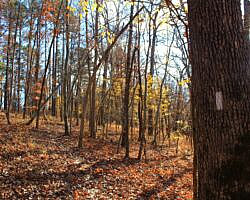 Hobbs: Hidden Diversity – War Eagle Valley Loop – 6 mi photo Hobbs: Hidden Diversity – War Eagle Valley Loop – 6 mi photo