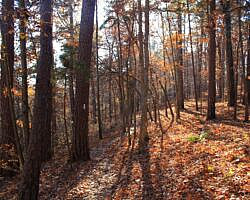 Hobbs: Hidden Diversity – War Eagle Valley Loop – 6 mi photo Hobbs: Hidden Diversity – War Eagle Valley Loop – 6 mi photo