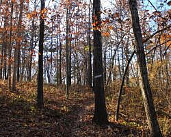 Hobbs: Hidden Diversity – War Eagle Valley Loop – 6 mi photo Hobbs: Hidden Diversity – War Eagle Valley Loop – 6 mi photo